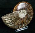 Wide Cleoniceras Ammonite - Madagascar #5241-1